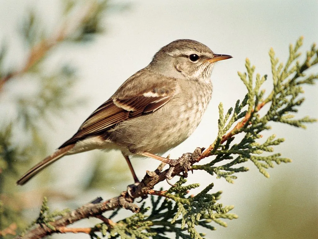 Wildlife Identification